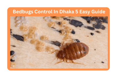 Bedbugs Control In Dhaka 5 Easy Guide