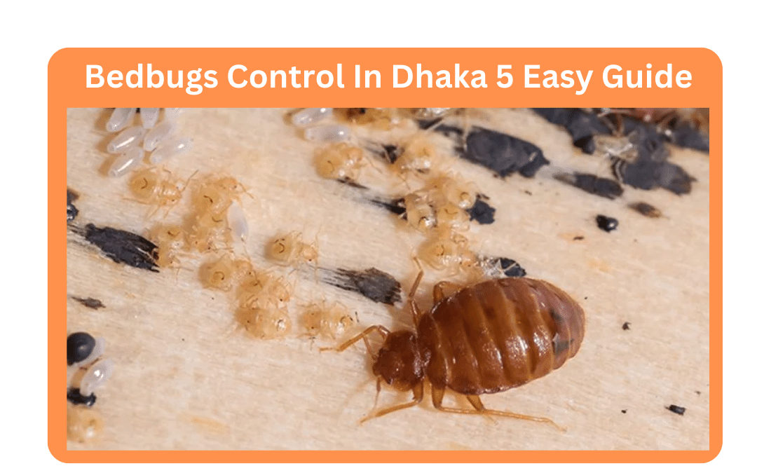 Bedbugs Control In Dhaka 5 Easy Guide