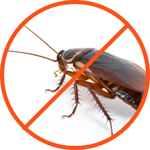 Cockroach control Service dhaka