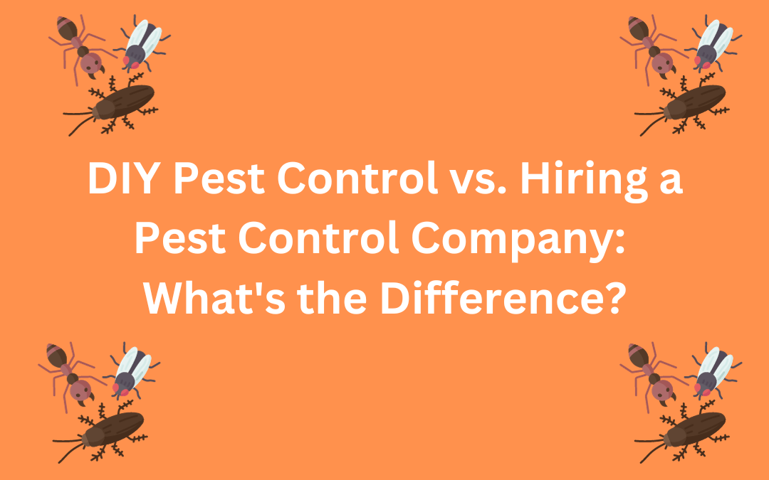 DIY Pest Control vs. Hiring a Pest Control Company What's the Difference