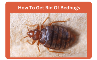 How To Get Rid Of Bedbugs