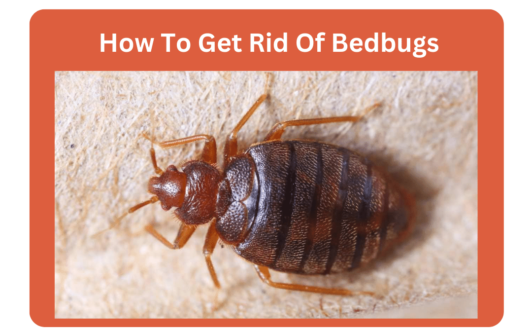 How To Get Rid Of Bedbugs A Step-By-Step Guide