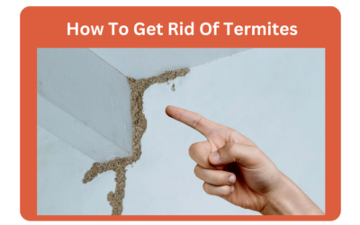 How To Get Rid Of Termites