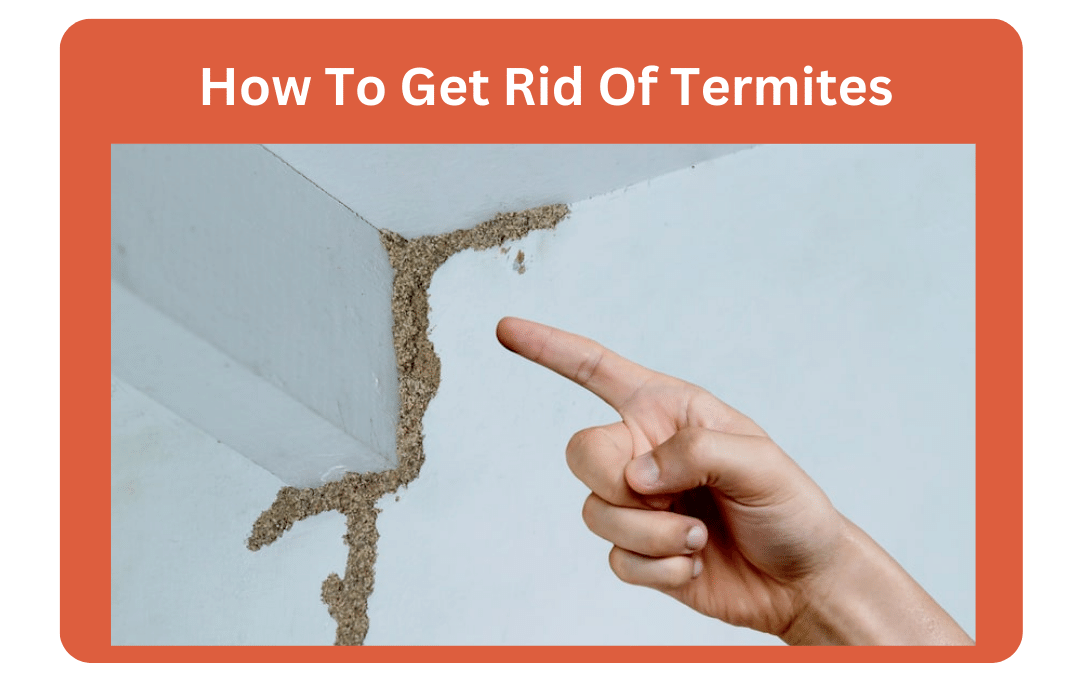 How To Get Rid Of Termites A Step-By-Step Guide