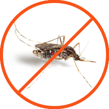 Mosquitoes Control service in Dhaka