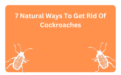 7 Natural Ways To Get Rid Of Cockroaches