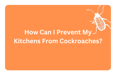 How Can I Prevent My Kitchens From Cockroaches?