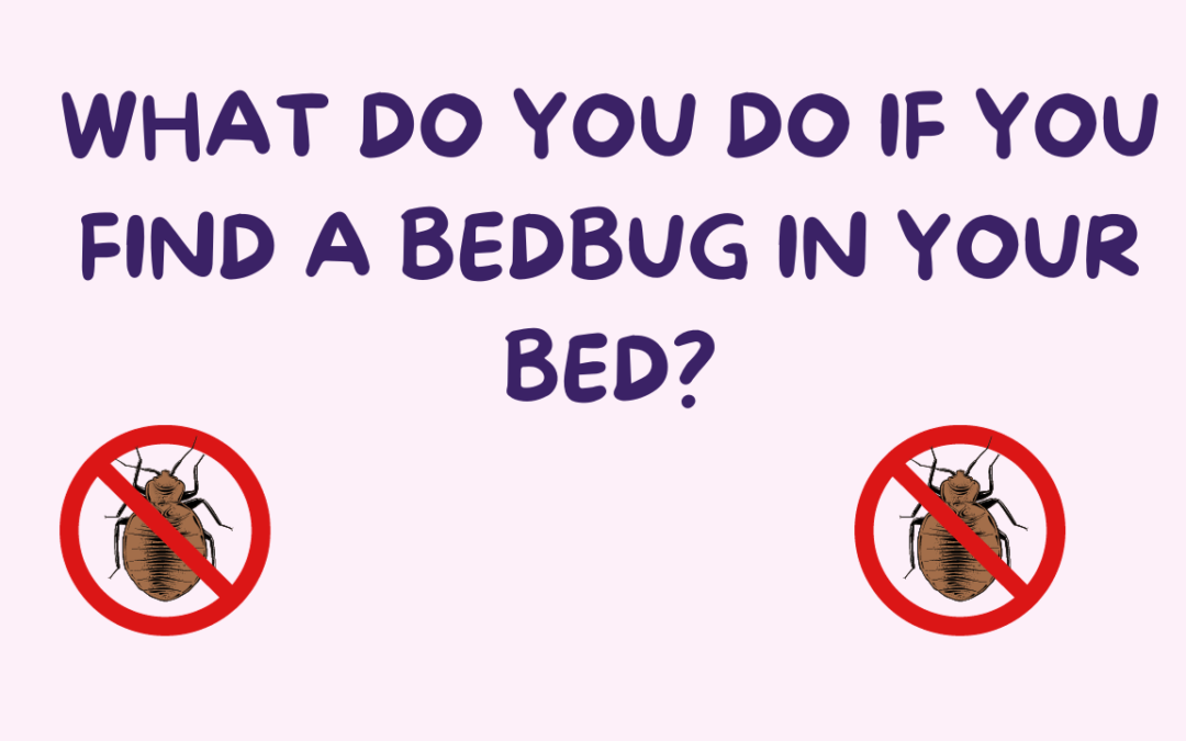 What Do You Do If You Find A Bedbug In Your Bed?