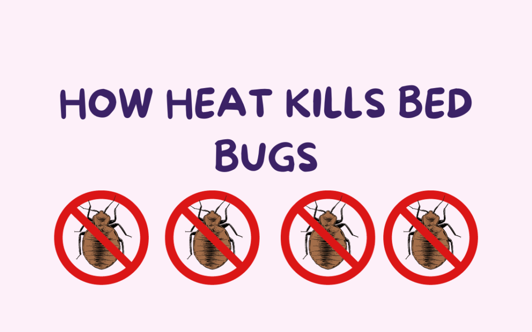 How Heat Kills Bed Bugs