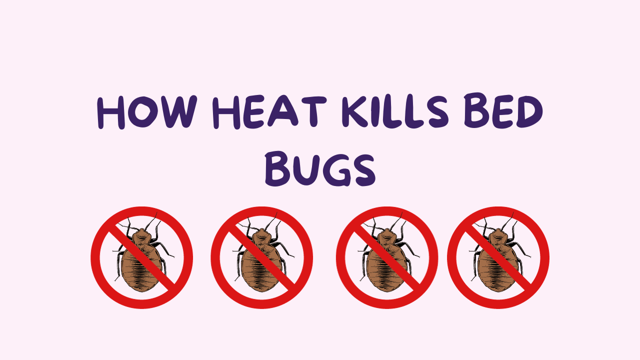 How Heat Kills Bed Bugs