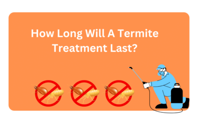 How Long Will A Termite Treatment Last?