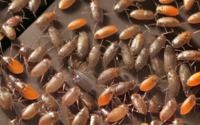 What Is The Best Way To Get Rid Of Roaches
