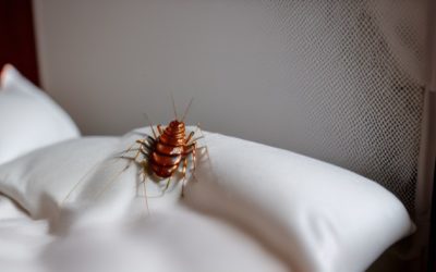 What To Do When You Have Bed Bugs