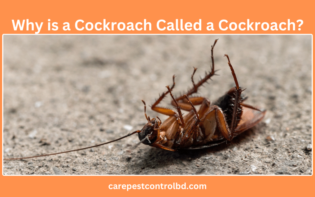 Why is a Cockroach Called a Cockroach