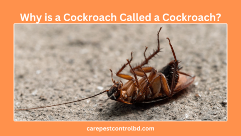 Why is a Cockroach Called a Cockroach? - Care Pest Control BD