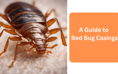 A Guide to Bed Bug Casings
