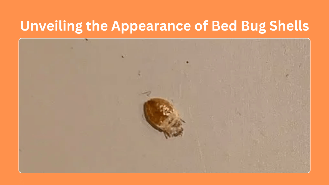 Appearance of Bed Bug Shells