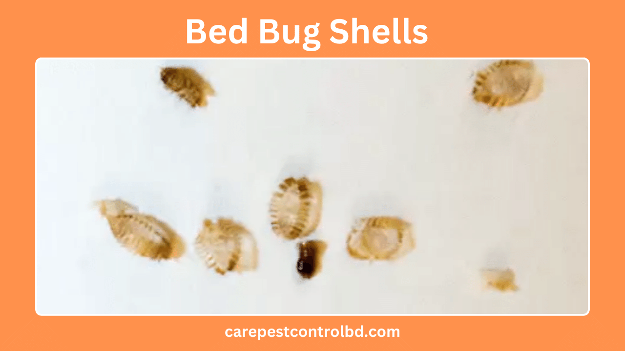 Bed Bug Shells