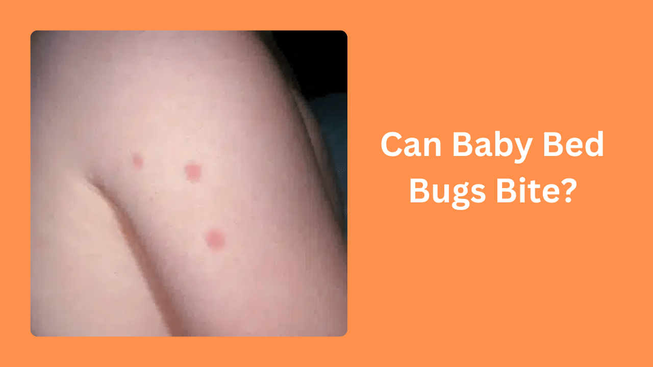 Can Baby Bed Bugs Bite