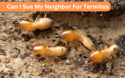 Can I Sue My Neighbor For Termites