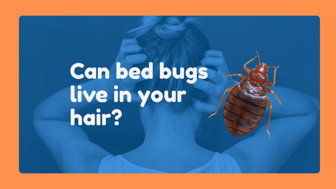 Can baby bed bugs live in your hair