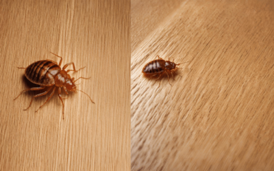  Do Bed Bugs Live In Wood Floors