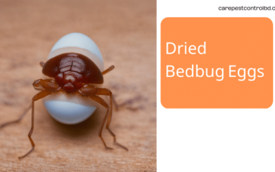Dried Bed Bug Eggs
