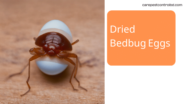 Dried Bedbug Eggs