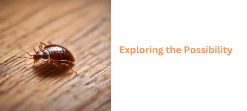 Exploring the Possibility Do bed bugs live on wood floors