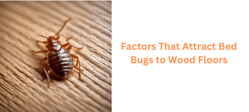 Factors That Attract Bed Bugs to Wood Floors