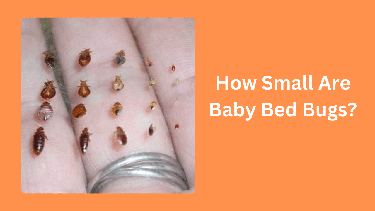 How Small Are Baby Bed Bugs