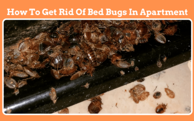 How To Get Rid Of Bed Bugs In Apartment