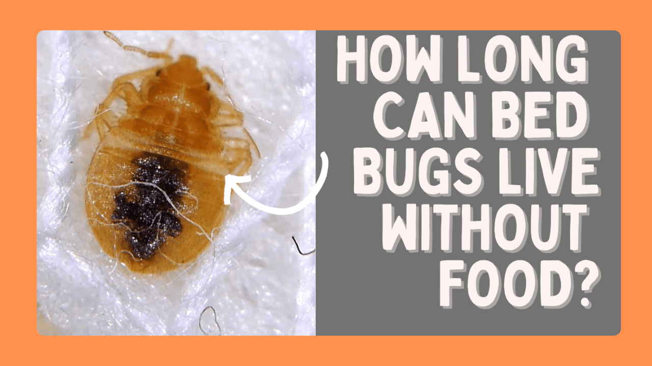 How long can baby bed bugs live without food