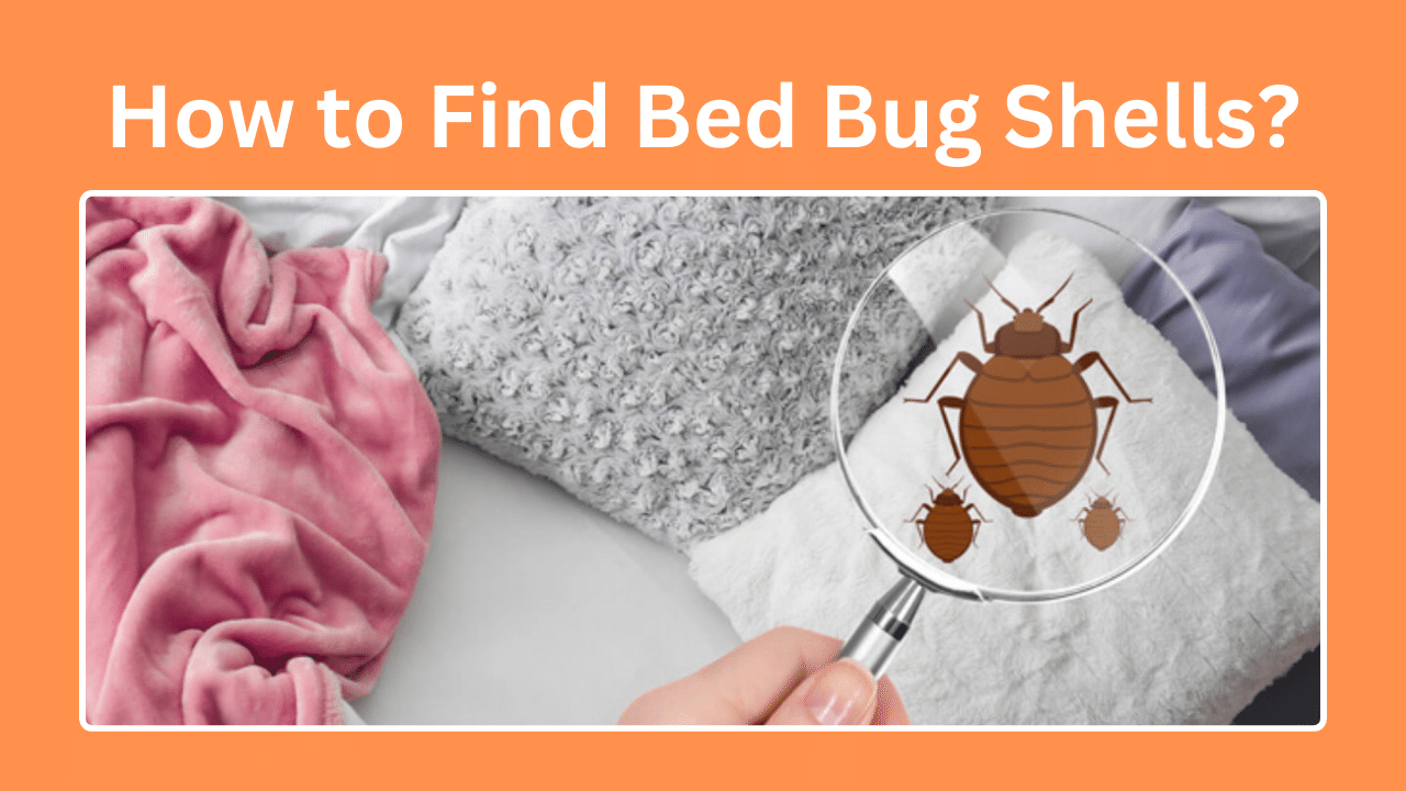 How to Find Bed Bug Shells