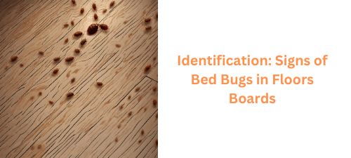 Identification Signs of Bed Bugs in Floors Boards