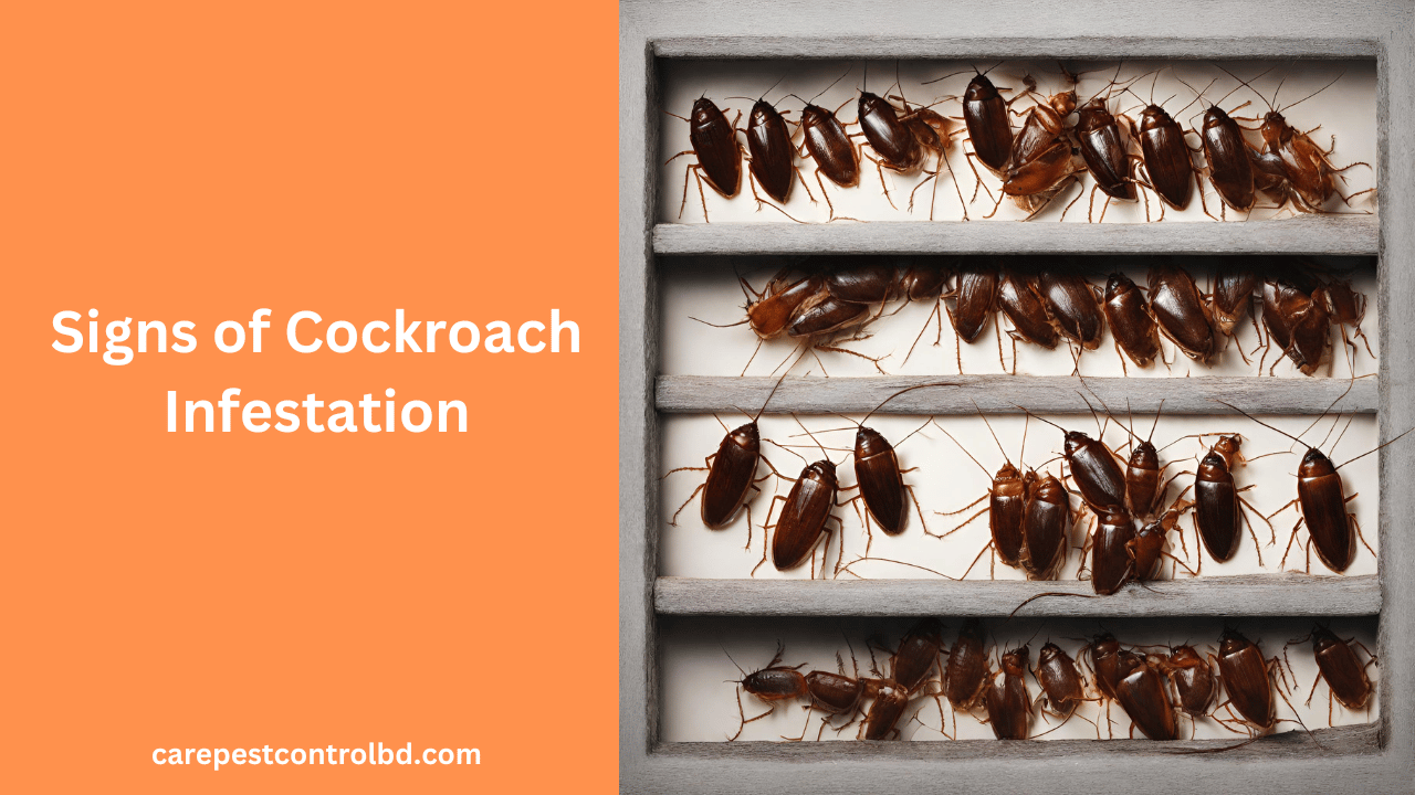 Signs of Cockroach Infestation