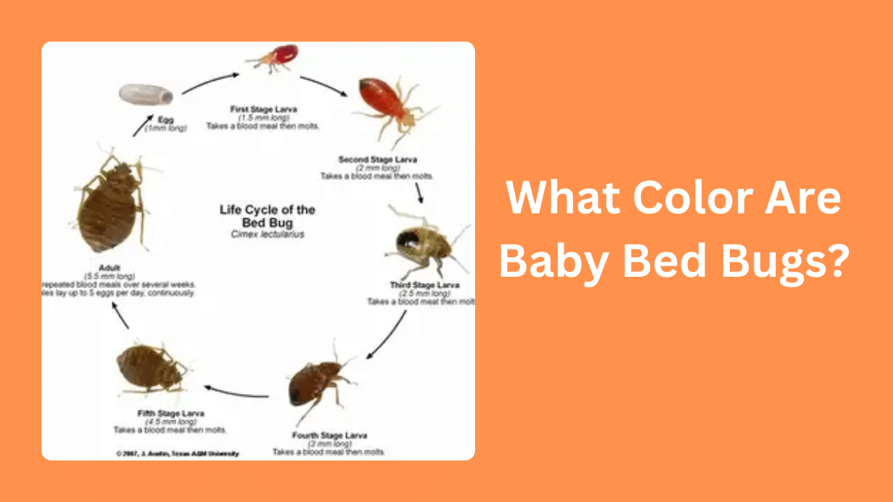Tracking the Bed Bug Life Cycle