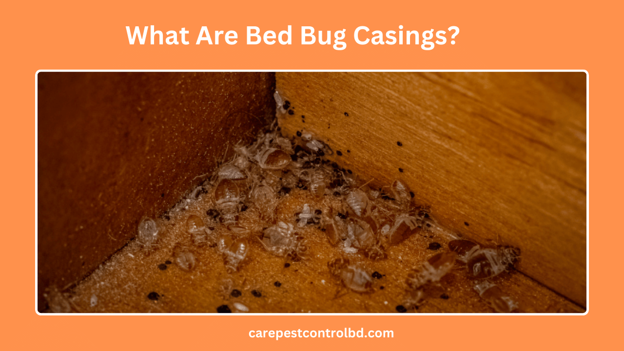 What Are Bed Bug Casings
