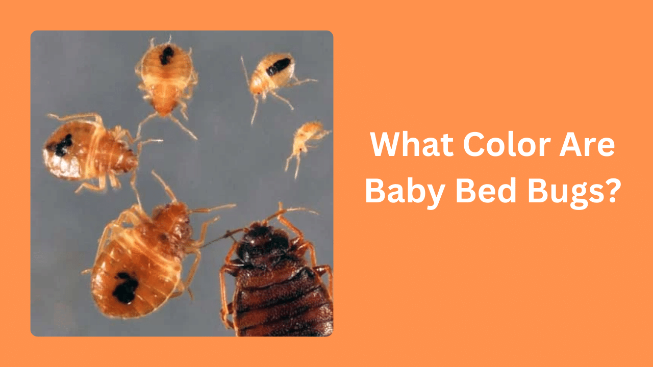 What Color Are Baby Bed Bugs
