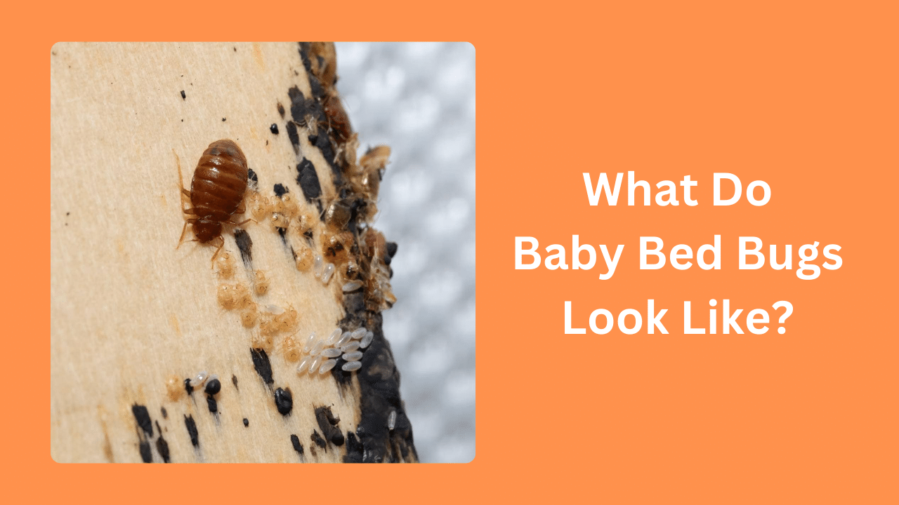 What Do Baby Bed Bugs Look Like