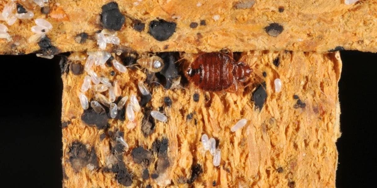 What Do Dried Bed Bug Eggs Look Like