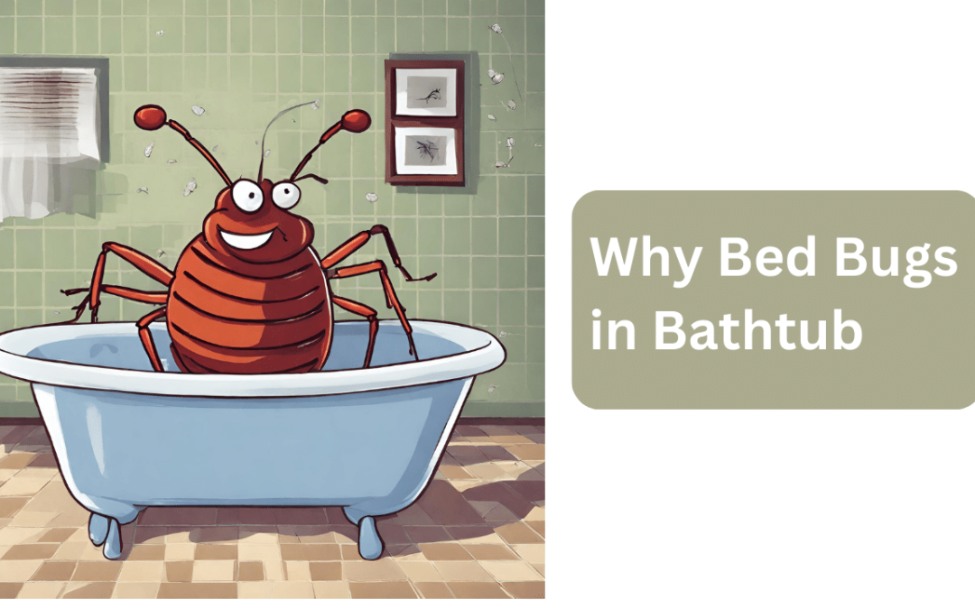 Why Bed Bugs in Bathtub