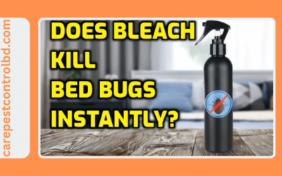 Can Bleach Kill Bed Bugs | Expert Advice