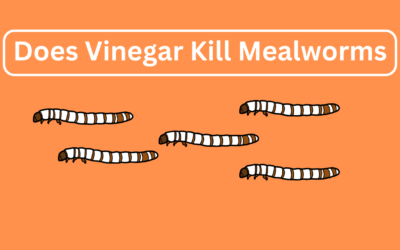 Does Vinegar Kill Mealworms