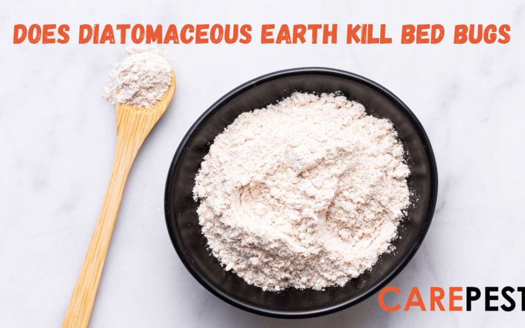 Does Diatomaceous Earth Kill Bed Bugs | Carepest