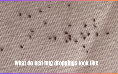 What do bed bug droppings look like
