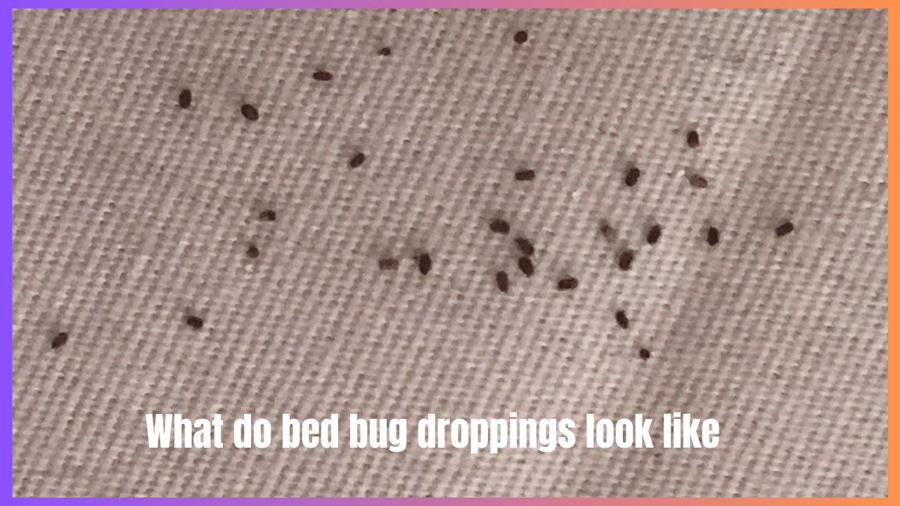What do bed bug droppings look like