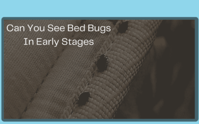 Can You See Bed Bugs in Early Stages?