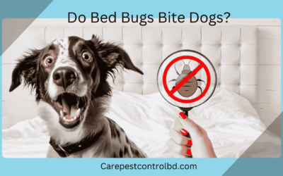 Do Bed Bugs Bite Dogs?