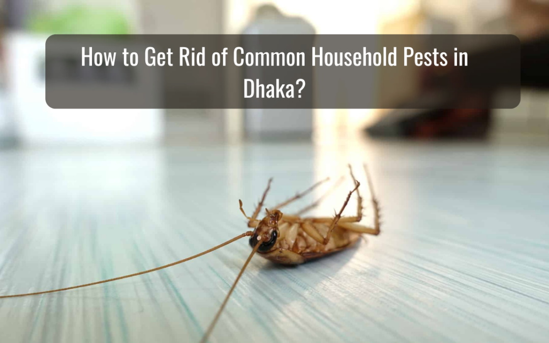 How to Get Rid of Common Household Pests in Dhaka